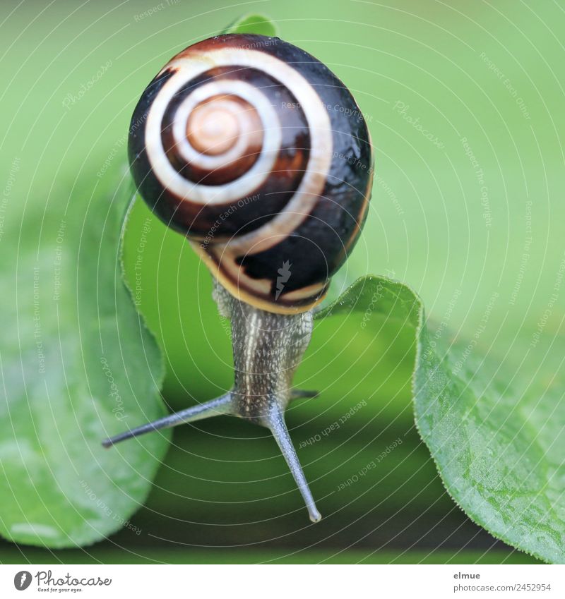 Gartenschnecke IX Blatt Wildtier Schnecke Schneckenhaus Fühler Stielauge Spirale Drehgewinde Schleimer Neugier Rückzug Hängepartie hängen schleimig Optimismus