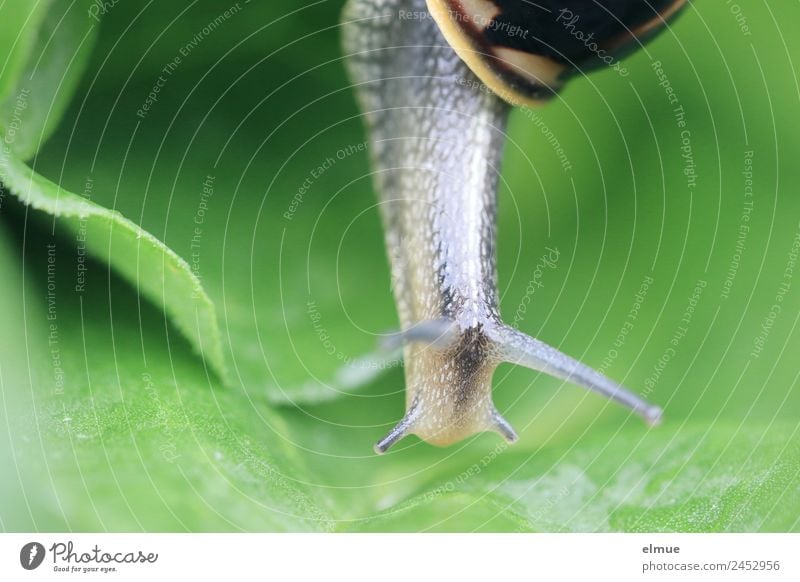 Gartenschnecke VIII Umwelt Natur Blatt Wildtier Schnecke Schneckenhaus Fühler Stielauge Weichtier Schleimer sportlich elegant schleimig Willensstärke Mut