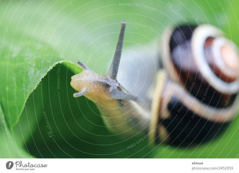 Gartenschnecke VII Natur Blatt Wildtier Schnecke Schneckenhaus Fühler Weichtier Schleimer Drehgewinde kalkschale Spirale natürlich schleimig Willensstärke