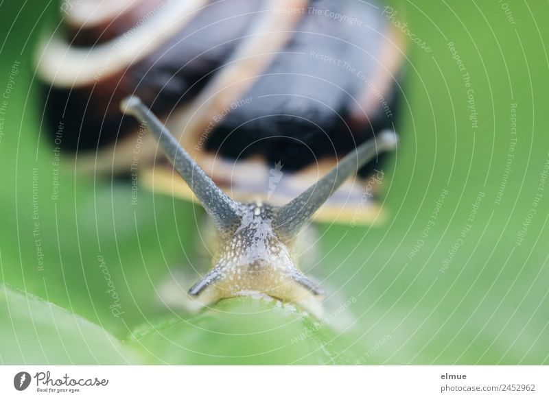 Gartenschnecke VI Umwelt Natur Wildtier Schnecke Fühler Weichtier Schneckenhaus Spirale Schleimer Drehgewinde Stielauge schleimig Kraft Tatkraft Gelassenheit