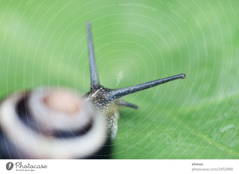 Gartenschnecke V Blatt Wildtier Schnecke Schneckenhaus Weichtier Fühler Spirale Schraubengewinde Schleimer Kriecher Auswandern Rückzug frei nah schleimig grün