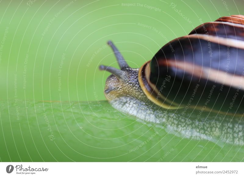 Gartenschnecke IV Blatt Wildtier Schnecke Schneckenhaus Weichtier Fühler Spirale Schnur Schleimer Kriecher Rückzug Auswandern Schraubengewinde klein schleimig