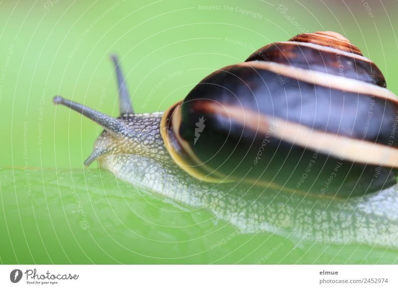 Gartenschnecke III Wildtier Schnecke Schneckenhaus Fühler Weichtier Spirale Schleimer Kriecher Schleimspur ausrutschen Drehgewinde Rückzug Auswandern schleimig