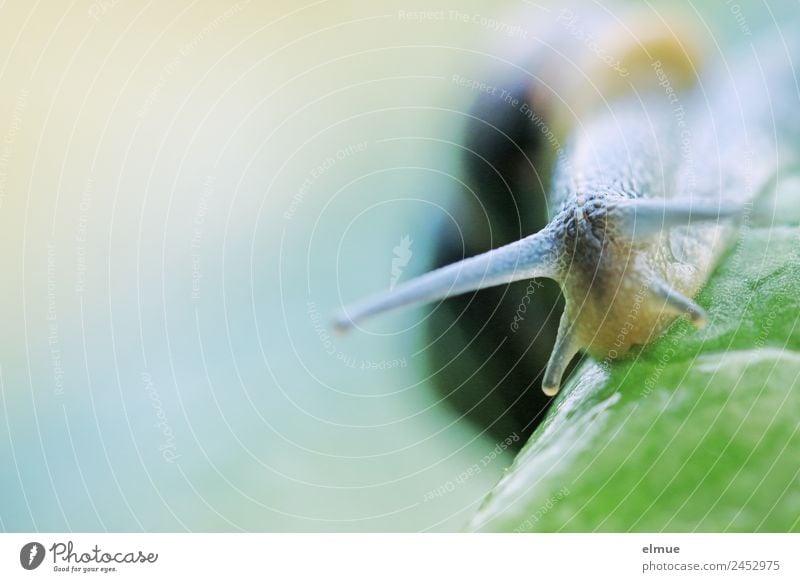 Gartenschnecke II Blatt Wildtier Schnecke Fühler Weichtier Schleimer Kriecher Schleimspur Schneckenhaus gruselig natürlich schleimig Kraft Willensstärke