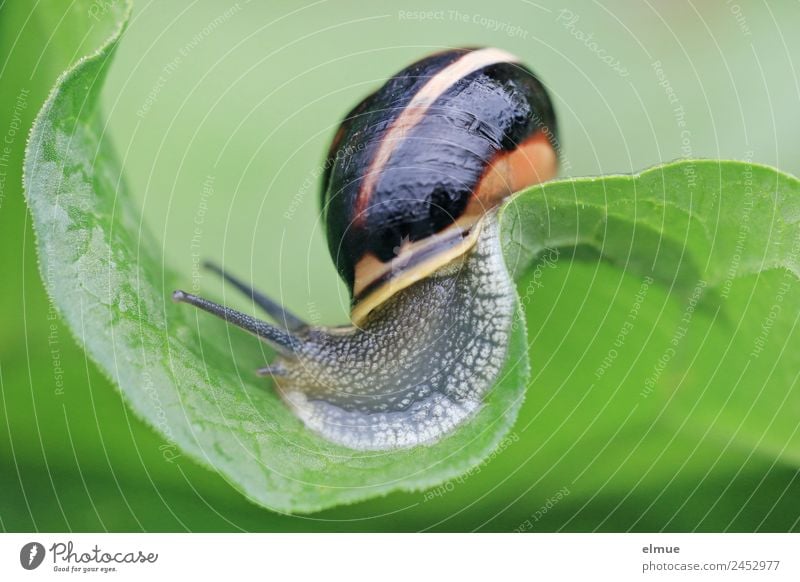 Gartenschnecke I Umwelt Natur Blatt Wildtier Schnecke Schneckenhaus Fühler Weichtier Schleimer Kriechspur ausrutschen Berg und Tal Achterbahn rennen sportlich