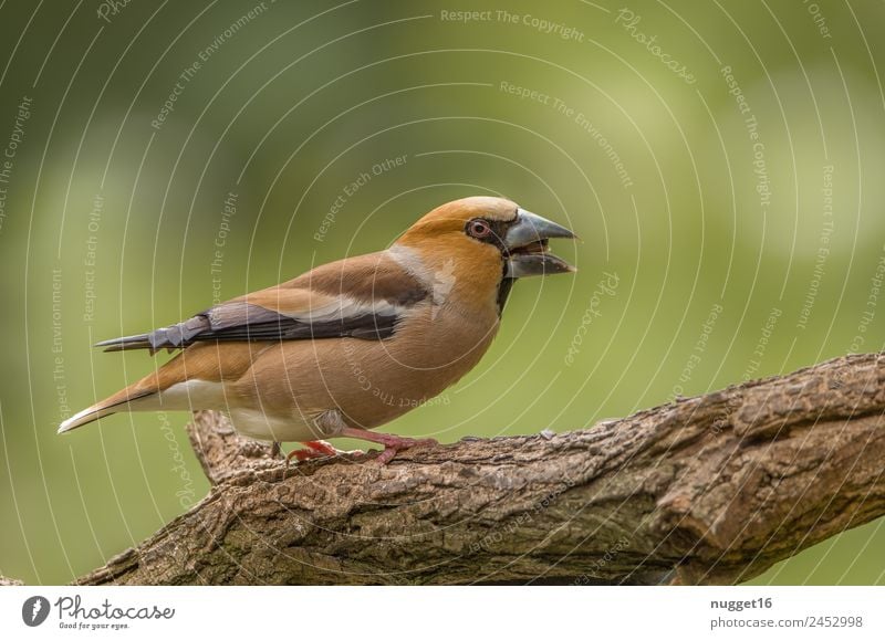 Kernbeißer Umwelt Natur Tier Sonne Frühling Sommer Herbst Schönes Wetter Pflanze Baum Garten Park Wald Wildtier Vogel Tiergesicht Flügel Krallen 1 ästhetisch