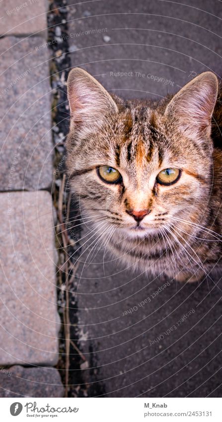 Katze Close-Up Tier Haustier Tiergesicht Fell 1 Tierjunges beobachten berühren Fressen füttern Liebe Blick Spielen toben nah Neugier niedlich schön Wärme Schutz