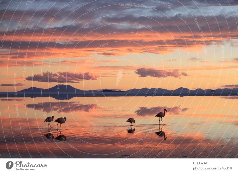 Flamingo Formation II Umwelt Natur Landschaft Wasser Sonnenlicht Wüste Tier Wildtier 4 Tiergruppe ästhetisch authentisch außergewöhnlich mehrfarbig gelb rosa