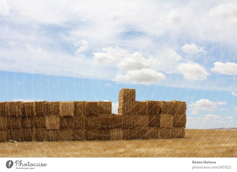 Fehlermeldung bei den Tiefstaplern Sommer Sommerurlaub Natur Himmel Nutzpflanze Feld füttern liegen gigantisch schön stachelig trocken blau gold beweglich