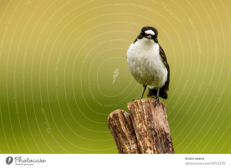 Elsterschnäpper Wissenschaften Biologie Ornithologie Biologe maskulin Umwelt Natur Tier Erde Wildtier Vogel 1 Holz wild Tierliebe Gelassenheit Umweltschutz