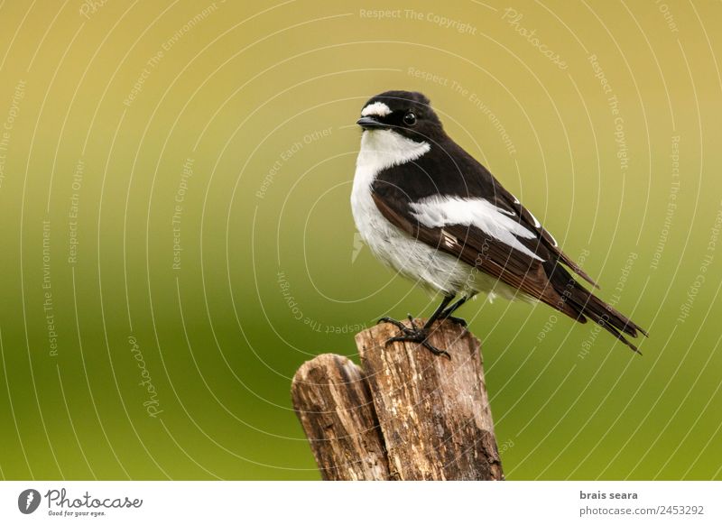 Elsterschnäpper Tourismus Safari Wissenschaften Biologie Ornithologie Biologe feminin Umwelt Natur Tier Erde Feld Wildtier Vogel 1 Holz wild Tierliebe