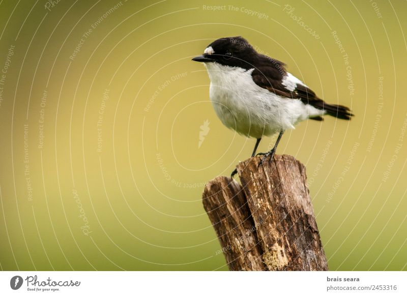 Elsterschnäpper Tourismus Safari Wissenschaften Biologie Ornithologie Biologe maskulin Umwelt Natur Tier Erde Wildtier Vogel 1 Holz wild Tierliebe Gelassenheit