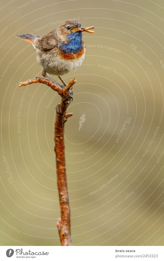 Blaukehlchen Safari Biologie Ornithologie maskulin Umwelt Natur Tier Erde Frühling Pflanze Blume Feld Wildtier Vogel 1 Diät füttern blau Tierliebe