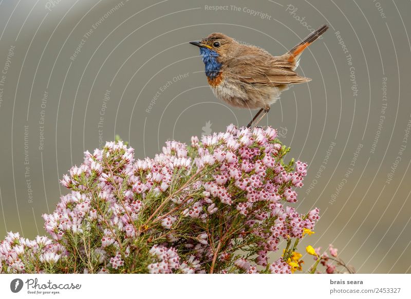 Blaukehlchen Safari Biologie Ornithologie maskulin Umwelt Natur Tier Erde Frühling Pflanze Blume Feld Wildtier Vogel 1 wild blau Tierliebe Freiheit Umweltschutz