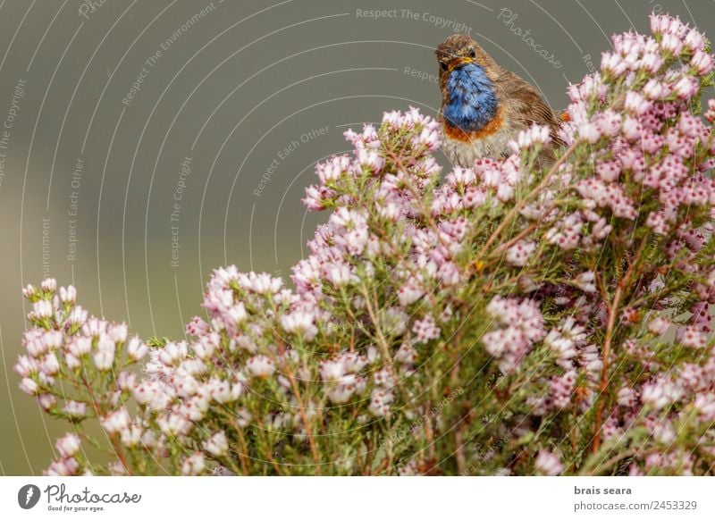 Blaukehlchen Freizeit & Hobby Ornithologie Biologie maskulin Umwelt Natur Pflanze Tier Erde Frühling Blume Feld Wildtier Vogel 1 wild blau rosa Tierliebe