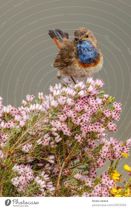 Blaukehlchen Biologie Ornithologie maskulin Umwelt Natur Tier Erde Frühling Pflanze Blume Feld Wildtier Vogel 1 frei niedlich wild blau rosa Tierliebe