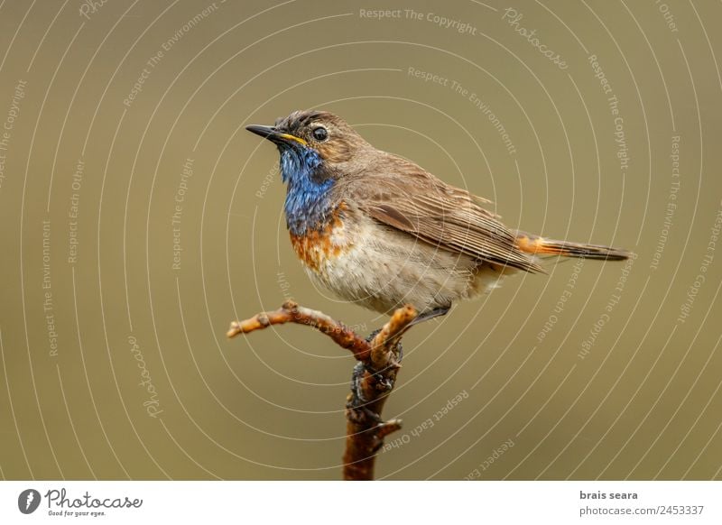 Blaukehlchen Ornithologie Safari Biologie maskulin Umwelt Natur Pflanze Tier Erde Frühling Feld Wildtier Vogel 1 frei wild blau Tierliebe Umweltschutz