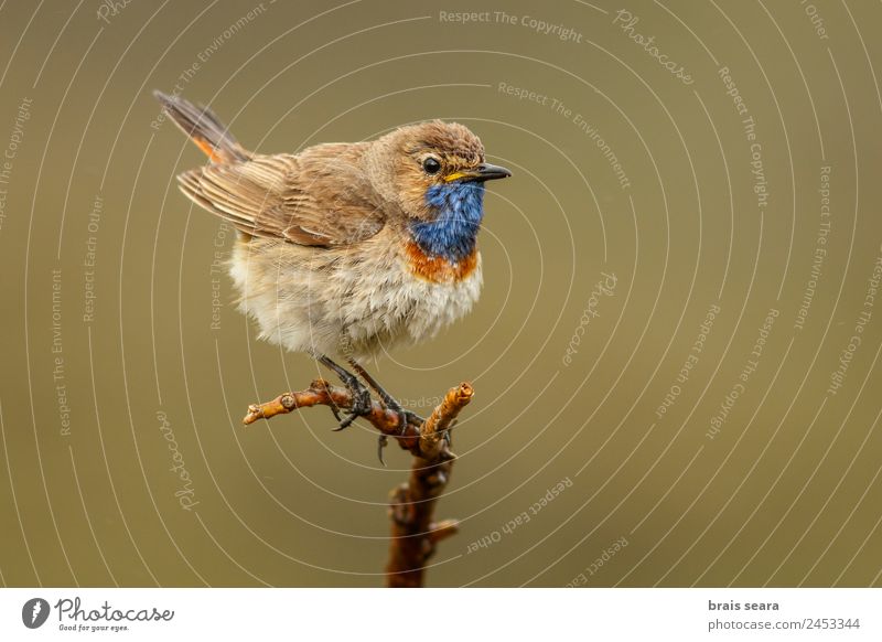 Blaukehlchen Ornithologie Biologie maskulin Umwelt Natur Pflanze Tier Erde Frühling Wildtier Vogel 1 frei wild blau grün Tierliebe Umweltschutz luscinia svecica