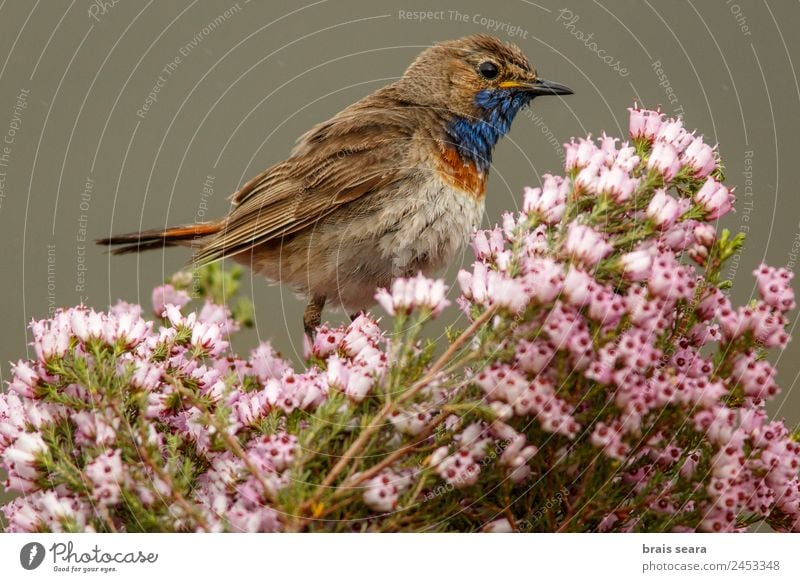 Blaukehlchen Freizeit & Hobby Ornithologie Biologie maskulin Umwelt Natur Pflanze Tier Erde Frühling Blume Feld Wildtier Vogel 1 wild blau mehrfarbig violett