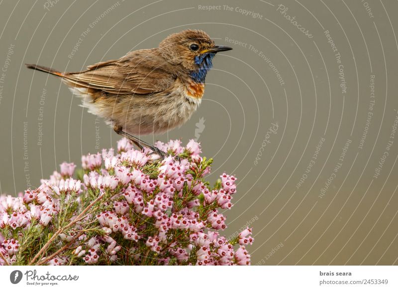 Blaukehlchen Ornithologie Biologie maskulin Umwelt Natur Pflanze Tier Erde Frühling Blume Feld Wildtier Vogel 1 frei wild blau violett rosa Tierliebe