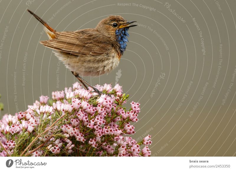 Blaukehlchen Ornithologie Biologie maskulin Umwelt Natur Pflanze Tier Erde Frühling Blume Feld Wildtier Vogel 1 wild blau violett rosa Tierliebe Umweltschutz