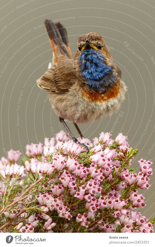 Blaukehlchen Tourismus Safari Wissenschaften Biologie Ornithologie Biologe maskulin Umwelt Natur Tier Erde Blume Feld Wildtier Vogel 1 blau rosa Tierliebe