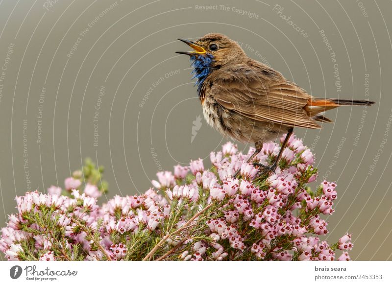 Blaukehlchen Safari Biologie Ornithologie maskulin Umwelt Natur Tier Erde Frühling Pflanze Blume Feld Wildtier Vogel 1 schreien wild blau Tierliebe Umweltschutz