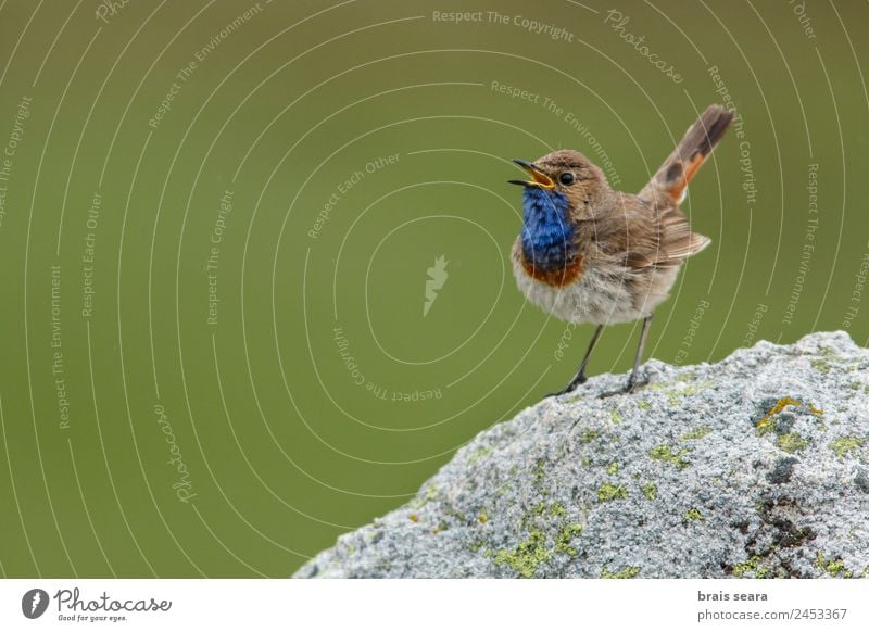 Blaukehlchen Ornithologie Biologie maskulin Umwelt Natur Pflanze Tier Erde Frühling Blume Feld Wildtier Vogel 1 frei wild blau grün Tierliebe Umweltschutz