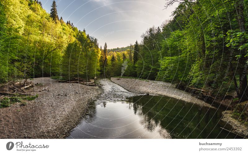 Naturlandschaft im Schwarzwald harmonisch Wohlgefühl Ferien & Urlaub & Reisen Tourismus Ausflug Ferne Freiheit Camping Sommer wandern Umwelt Landschaft Pflanze