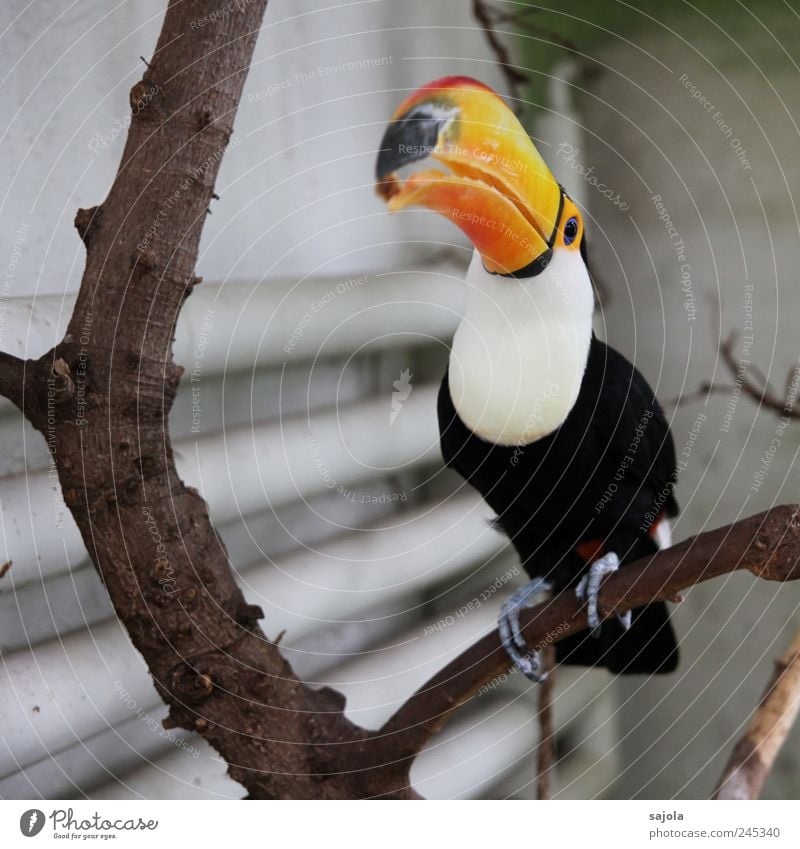 blauäugig Tier Baum Ast Vogel Tukane 1 Fressen sitzen Appetit & Hunger Farbfoto Innenaufnahme Menschenleer Schwache Tiefenschärfe Blick in die Kamera