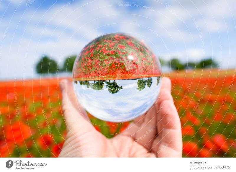 Verkehrte Welt | mehr Mohn Natur Landschaft Pflanze Himmel Horizont Sommer Baum Nutzpflanze Feld Unendlichkeit Kitsch rund schön blau mehrfarbig grün rot