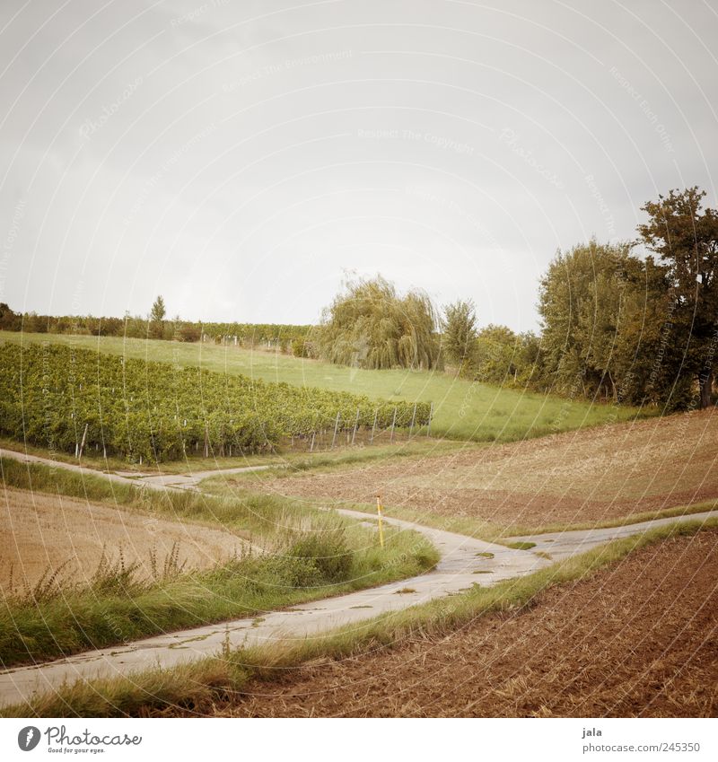 ackerland Landwirtschaft Forstwirtschaft Umwelt Natur Landschaft Pflanze Himmel Baum Gras Sträucher Grünpflanze Nutzpflanze Wildpflanze Wiese Feld natürlich