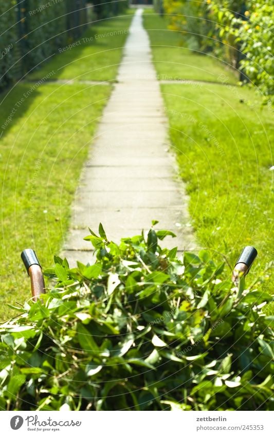 Heckenschnitt Sommer Garten Arbeit & Erwerbstätigkeit Gartenarbeit Dienstleistungsgewerbe Umwelt Natur Landschaft Pflanze Schönes Wetter Blatt Blüte