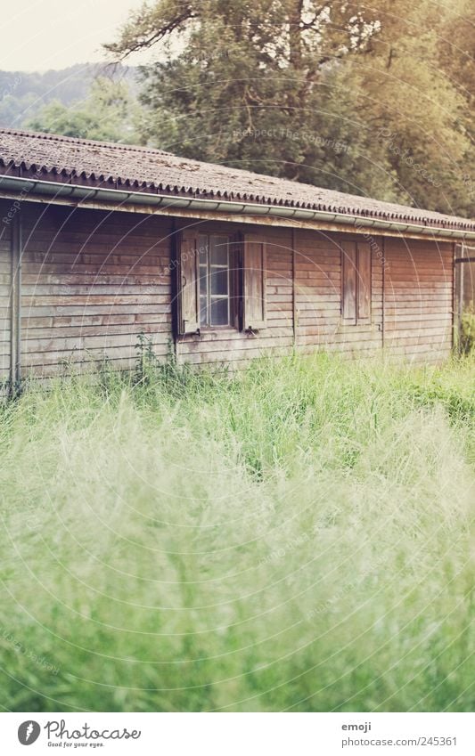 Märchen Natur Gras Wiese Hütte Fenster alt Holzbrett Holzhaus natürlich Farbfoto Außenaufnahme Menschenleer Textfreiraum unten Tag Schwache Tiefenschärfe