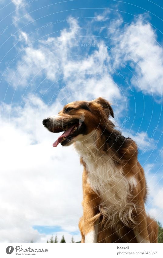 dOgsday Natur Tier Haustier Hund 1 Freiheit atmen Farbfoto Außenaufnahme Starke Tiefenschärfe Froschperspektive Tierporträt Wegsehen