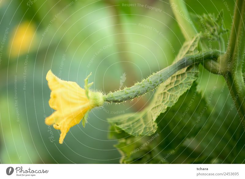 Junge Gurkenpflanze Gemüse Sommer Garten Gartenarbeit Natur Pflanze Blume Blatt Blüte Wachstum frisch natürlich gelb grün Farbe Salatgurke organisch