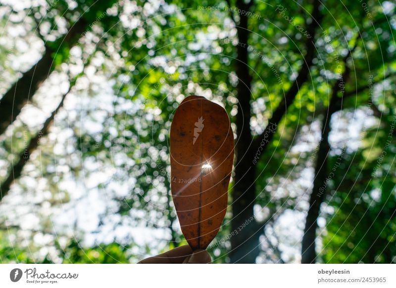 Kreatives Layout aus grünen Blättern Sommer Garten Tisch Kunst Natur Pflanze Baum Blatt Wald Fluggerät Mode Wachstum Fröhlichkeit frisch hell trendy natürlich