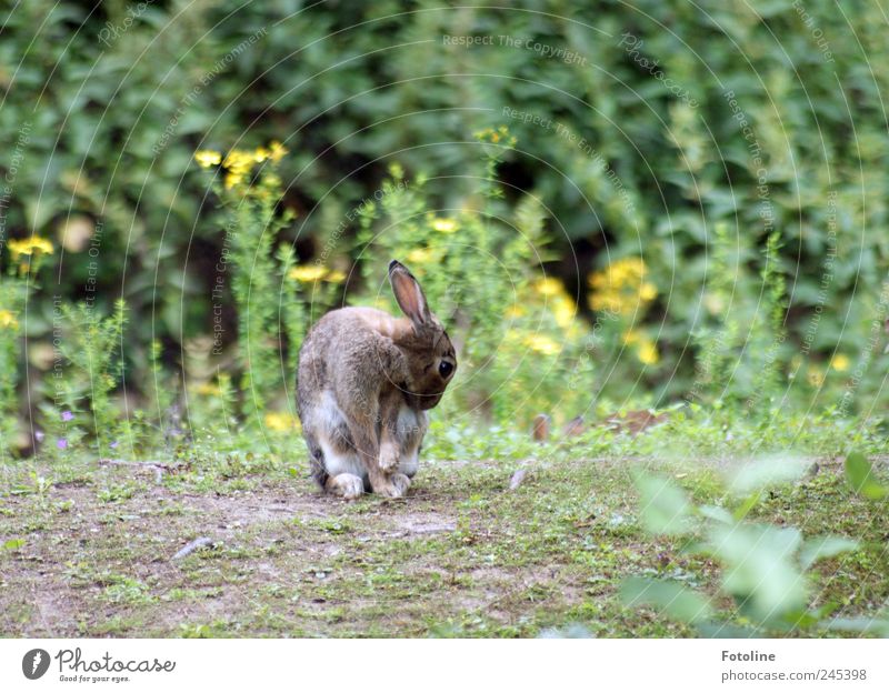 Fellpflege Umwelt Natur Pflanze Tier Erde Sommer Blume Gras Blüte Park Wiese Wildtier Pfote natürlich Reinigen Hase & Kaninchen Ohr Farbfoto mehrfarbig