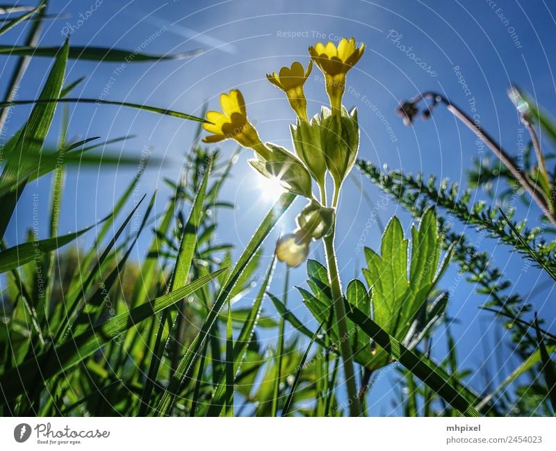 Gegenlicht Umwelt Natur Frühling Pflanze Blume Gras Blüte Wildpflanze blau gelb grün Frühlingsgefühle Farbfoto Außenaufnahme Nahaufnahme Textfreiraum links