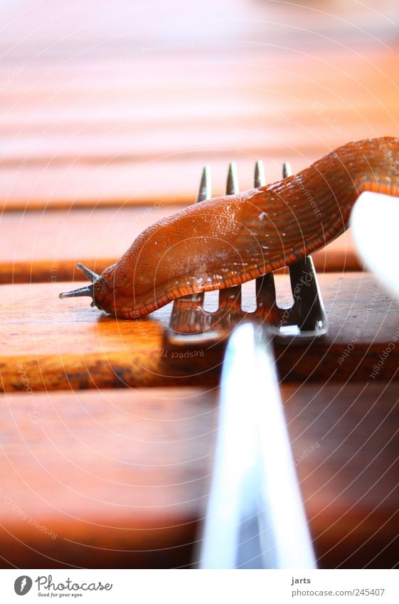 schlemmer schleim Geschirr Teller Gabel Tier Wildtier Schnecke 1 Ekel schleimig Nacktschnecken Ernährung Farbfoto Nahaufnahme Menschenleer Textfreiraum oben Tag