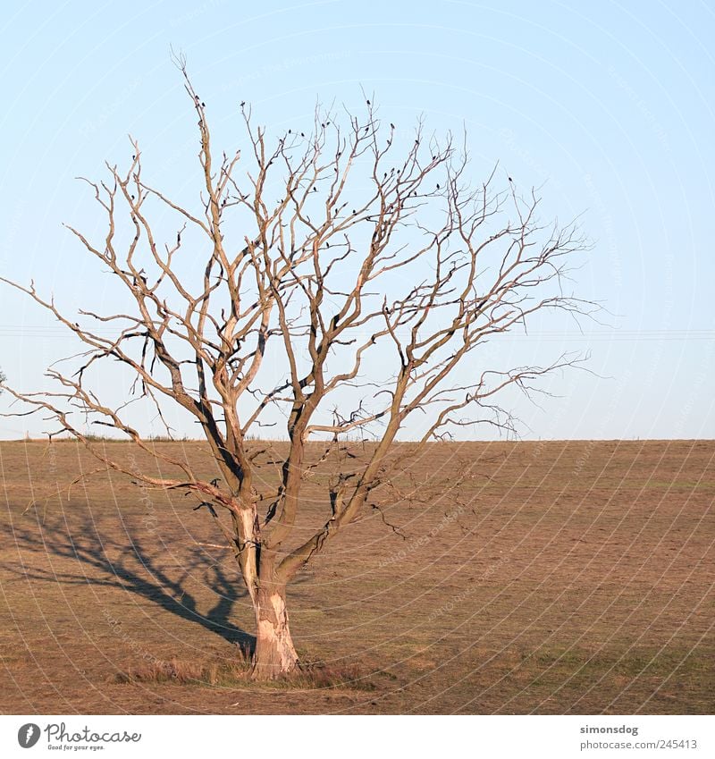 baum Umwelt Natur Pflanze Tier Horizont Sommer Herbst Wärme Dürre Baum Wildpflanze Vogel alt dehydrieren trocken Einsamkeit einzigartig stagnierend Tod