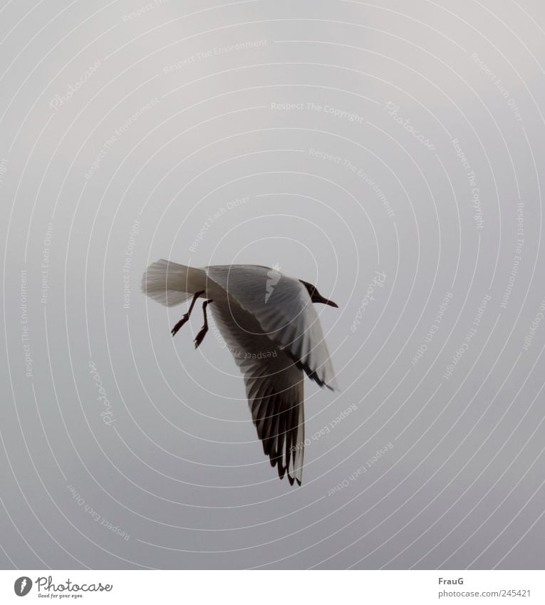 Hängen lassen Himmel Luftverkehr Flügel Krallen Möwe 1 Tier fliegen grau schwarz weiß Erholung außergewöhnlich hängende Flügel Feder Schnabel Farbfoto