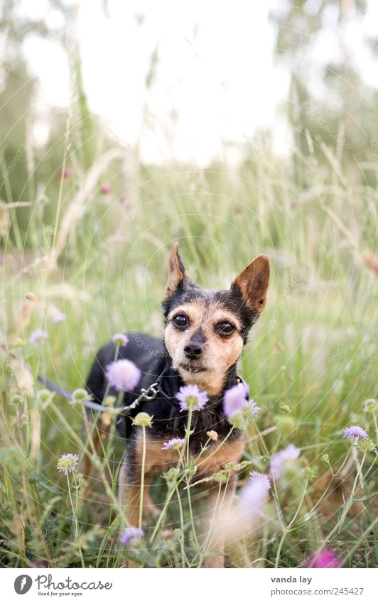 Doggy Tier Haustier Hund 1 alt Wiese Blüte Blume Gras promenadenmischung pinscher Farbfoto Außenaufnahme Menschenleer Textfreiraum oben Schwache Tiefenschärfe