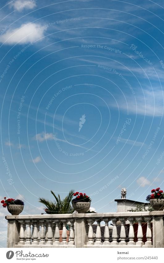 Mediterraner Hauch Himmel Wolken Schönes Wetter Pflanze Blume Blatt Blüte Topfpflanze Traumhaus Villa Balkon Terrasse Geländer Statue Löwe Blumentopf Stein