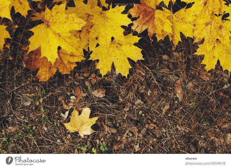 Herbst-Ahornblätter Umwelt Natur Landschaft Pflanze Urelemente Klimawandel Wetter Schönes Wetter Grünpflanze Garten Park Wiese Feld Wald Stadtzentrum Stadtrand