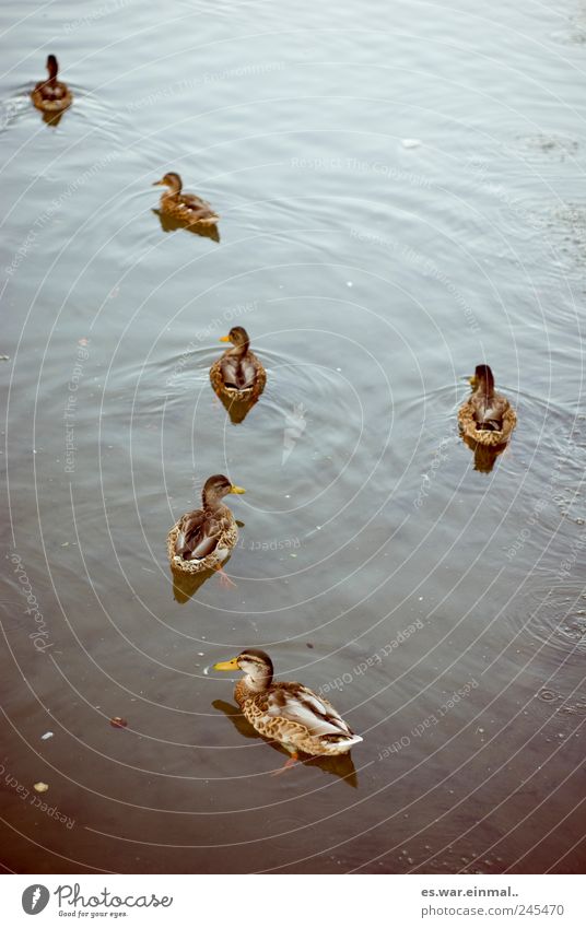 performance vergessen Wasser Teich Ente Schwimmen & Baden Schnabel Farbfoto Gedeckte Farben