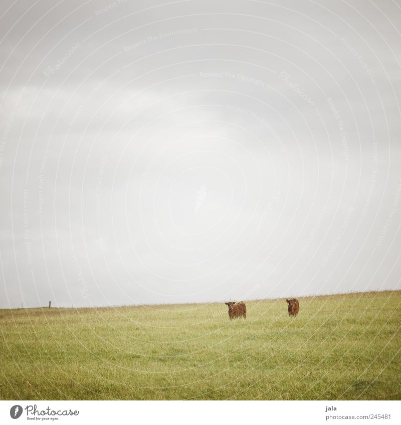 doppeltes lottchen Umwelt Natur Landschaft Pflanze Tier Himmel Gras Grünpflanze Wiese Nutztier Kuh Schottisches Hochlandrind 2 Unendlichkeit Farbfoto