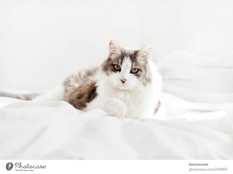 Kater Tier Haustier Katze Tiergesicht Fell 1 hell schön Hauskatze langhaarig Türkisch Angora liegen ruhig Tierliebe Farbfoto Gedeckte Farben Innenaufnahme