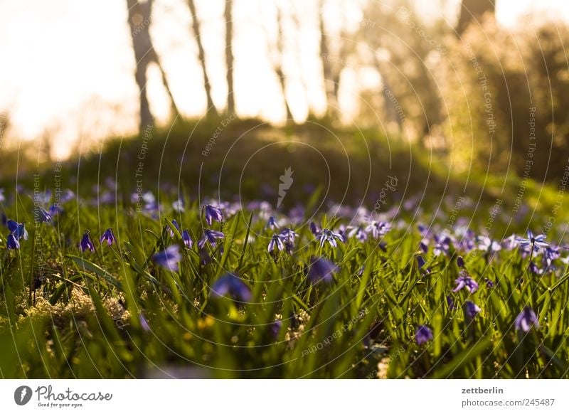 Frühling Freizeit & Hobby Ferien & Urlaub & Reisen Tourismus Ausflug Ferne Freiheit Garten Umwelt Natur Landschaft Pflanze Wetter Schönes Wetter Park Wiese