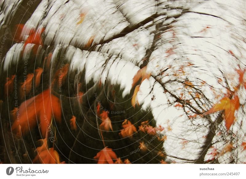 bald ... Natur Himmel Herbst Sturm Baum Park außergewöhnlich rot Bewegung Kunst Umwelt drehen Rotation Strudel rund Blätter Ast Blatt Farbfoto mehrfarbig